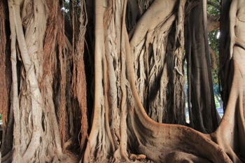 grobblttriger Feigenbaum | Palermo